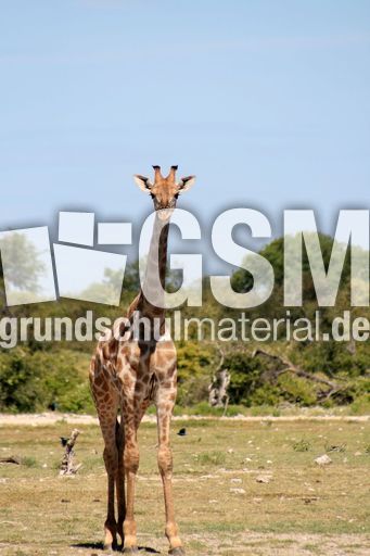 Giraffe_01.JPG